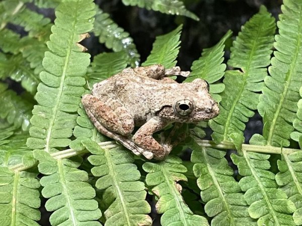 カジカガエル