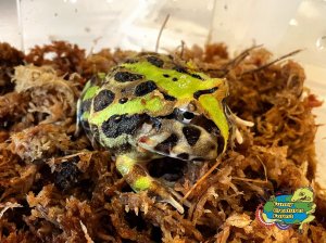 ブラジルツノガエル b