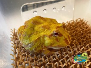 クランウェルツノガエル アルビノ a