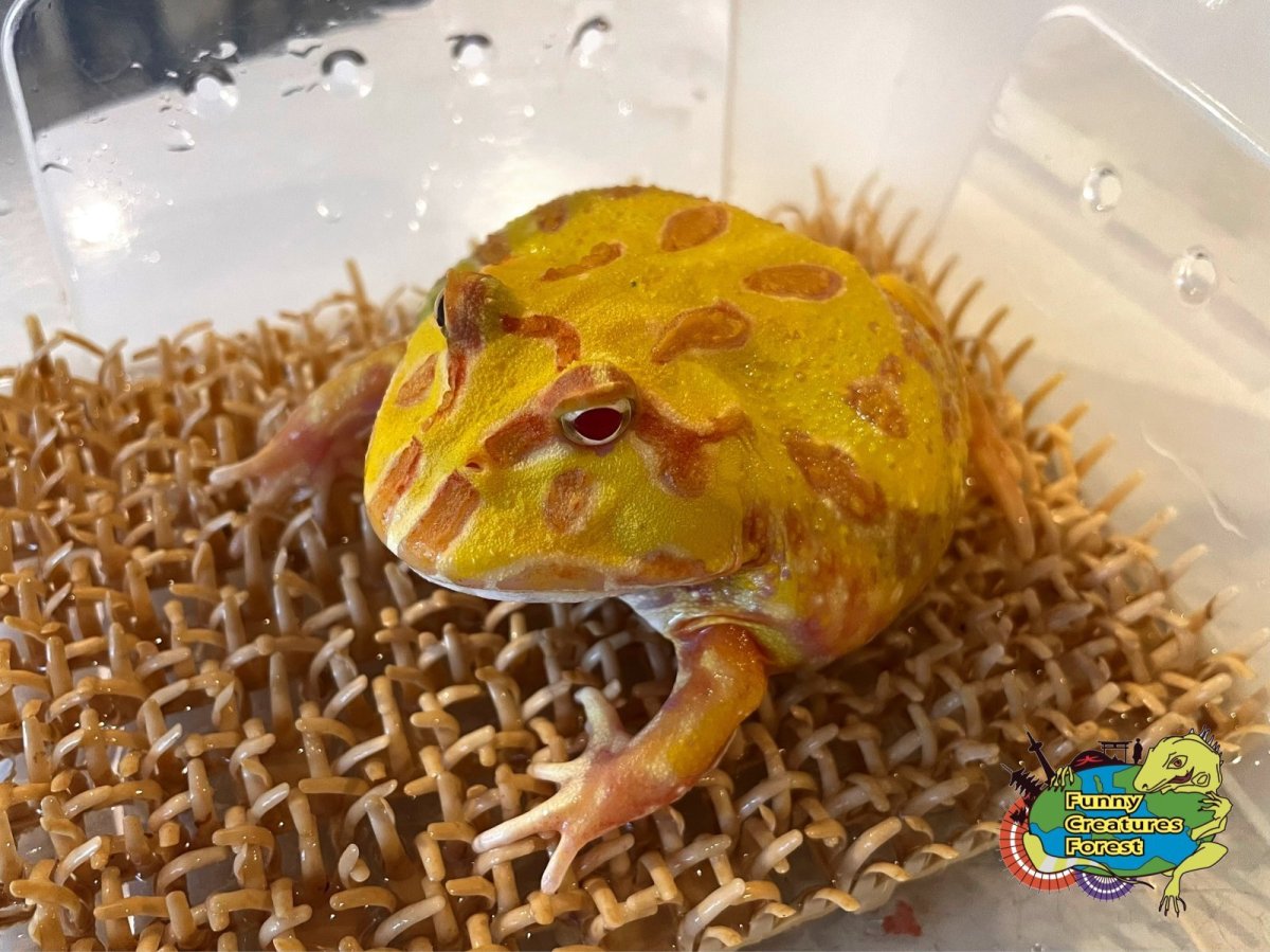 画像1: クランウェルツノガエル アルビノ b