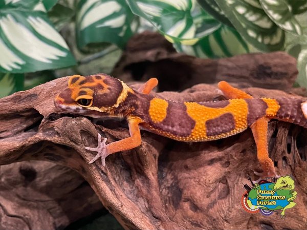 画像1: ヒョウモントカゲモドキ アフガントレンパー BY