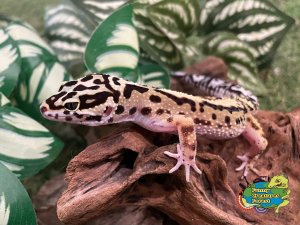ヒョウモントカゲモドキ バンディット BY