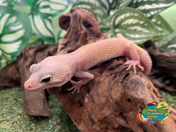 画像1: ヒョウモントカゲモドキ スノーブリザードW&Y BY