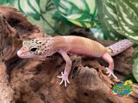 ヒョウモントカゲモドキ エクリプス BY