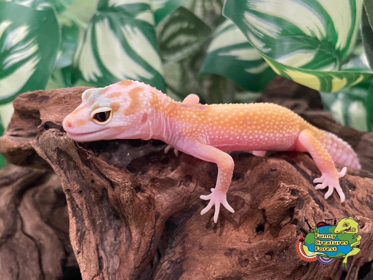 画像1: ヒョウモントカゲモドキ トレンパーアルビノ BY