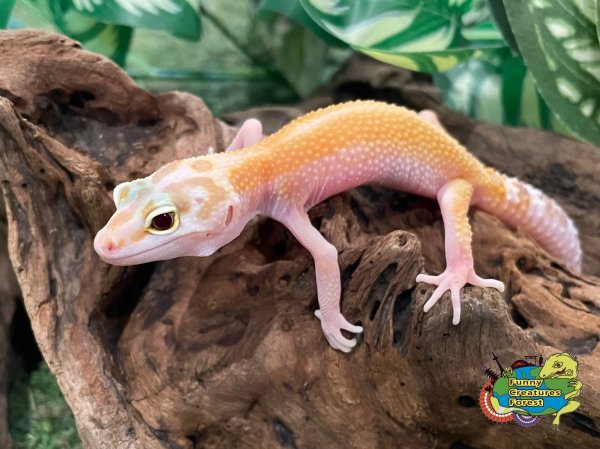 画像1: ヒョウモントカゲモドキ レインウォーターエニグマ BY