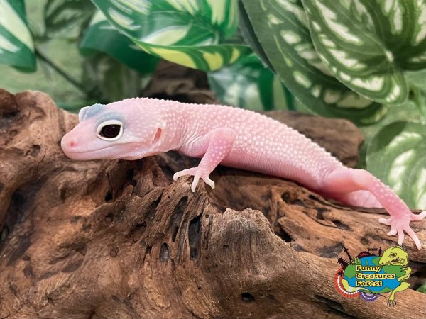 画像1: ヒョウモントカゲモドキ スノーディアブロブランコ BY