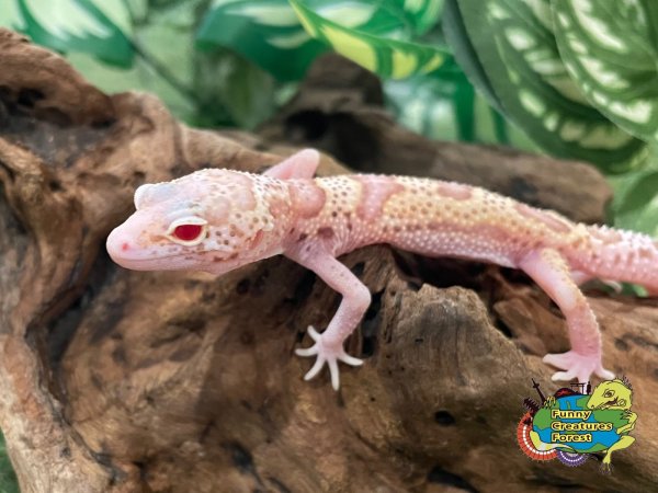 画像1: ヒョウモントカゲモドキ スーパーレーダー BY