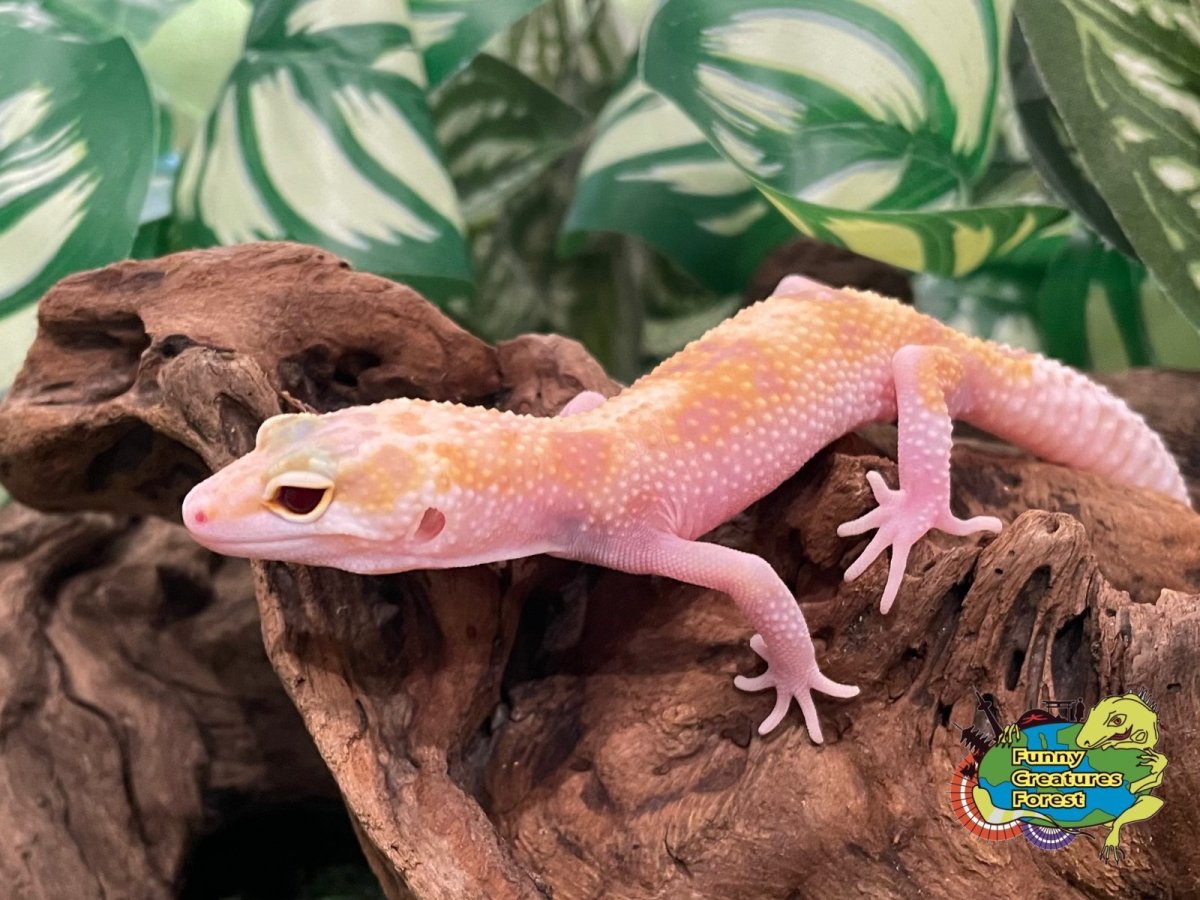 画像1: ヒョウモントカゲモドキ ラプター BY