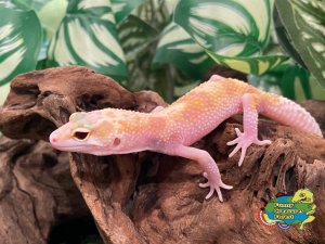 ヒョウモントカゲモドキ ラプター BY