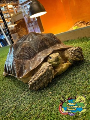 ケヅメリクガメ 約3歳 ♀？