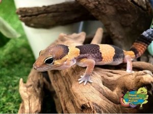 ニシアフリカトカゲモドキ バンデッド ベビー